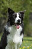 BORDER COLLIE 1023
